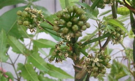 福祿桐為什麼會開花|福祿桐開花嗎，福祿桐的風水寓意/5年開花/花語福祿道